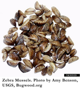 Zebra Mussels. Photo by Amy Benson, USGS, Bugwood.org