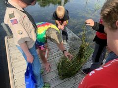 starrystonewort small